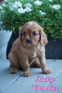  Cavalier