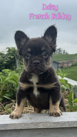 Daisy Female AKC Fluffy French Bulldog $1600