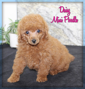 Mini Poodle