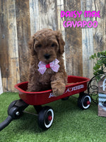 Daisy Mae Female F1B Cavapoo $795