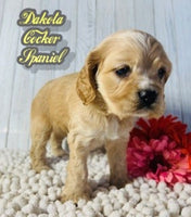 Dakota Female AKC Cocker Spaniel $1500