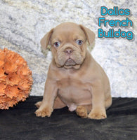 Dallas Male AKC French Bulldog $1150