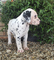 Dalmatian
