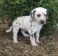 Dalmatian