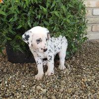 Dalmatian