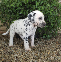 Dalmatian