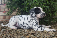 Dalmatian