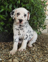 Dalmatian