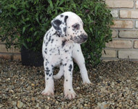Dalmatian