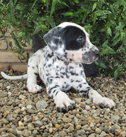 Dalmatian