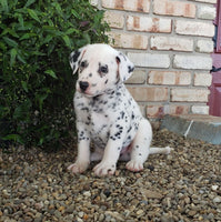 Dalmatian