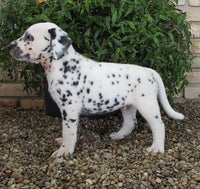 Dalmatian