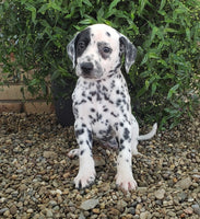 Dalmatian