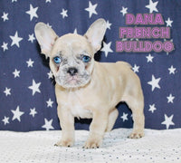 Dana Female AKC French Bulldog $1650