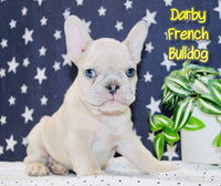 Darby Female AKC French Bulldog $1650