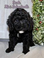 Mini Labradoodle