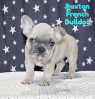 Daxton Male AKC French Bulldog $2000