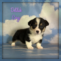 Delilah Female ACA Corgi $1360