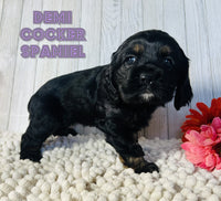 Demi Female AKC Cocker Spaniel $1500