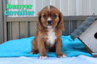 Denver Male AKC Cavalier $650