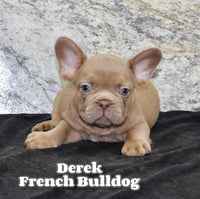 Derek Male AKC French Bulldog $1300