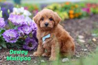 Dewey Male Maltipoo $1200