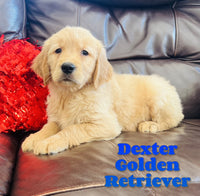 Dexter Male AKC Golden Retriever $650