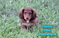 Dexter Male AKC Mini Dachshund $1775