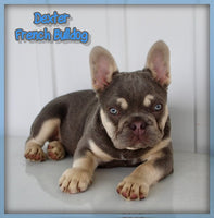 Dexter Male AKC French Bulldog $1100