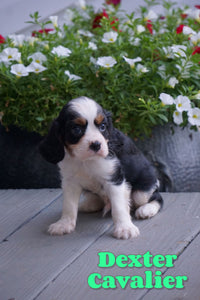  Cavalier