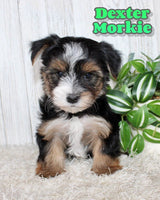Dexter Male Morkie $1150
