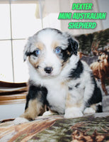 Dexter Male AKC Mini Australian Shepherd $1400