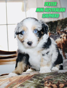 Mini Australian Shepherd