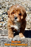 Dexter Male F1BB Mini Goldendoodle $995