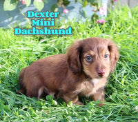 Dexter Male AKC Mini Dachshund $2095