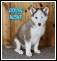 Dexter Male Siberian Husky $650