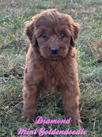 Diamond Female F1B Mini Goldendoodle $795