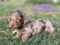 Diamond Female AKC/ACA Mini Dachshund $2625