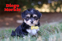 Diego Male Morkie $1400