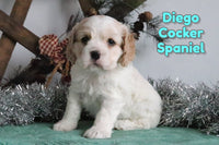 Diego Male AKC Cocker Spaniel $1200