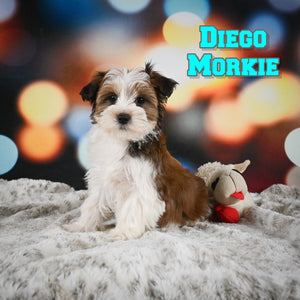 Morkie