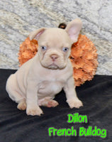 Dillon Male AKC French Bulldog $1200