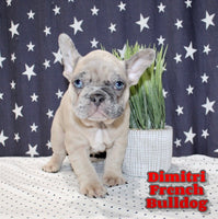 Dimitri Male AKC French Bulldog $2000