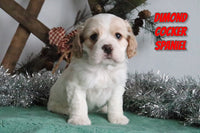 Dimond Male AKC Cocker Spaniel $1200
