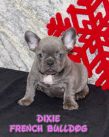 Dixie Female AKC French Bulldog $1495