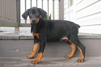 Doberman Pinscher