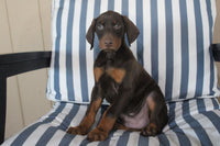 Doberman Pinscher