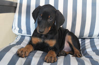  Doberman Pinscher