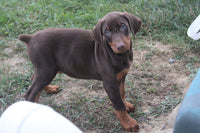 Doberman Pinscher