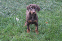 Doberman Pinscher